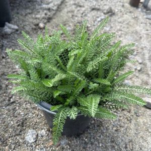 ACHILLEA 1 GAL