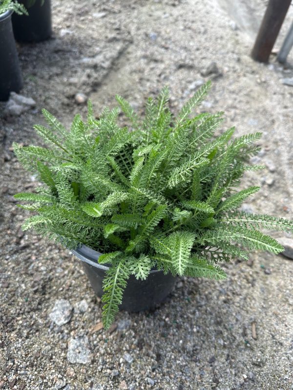 ACHILLEA 1 GAL