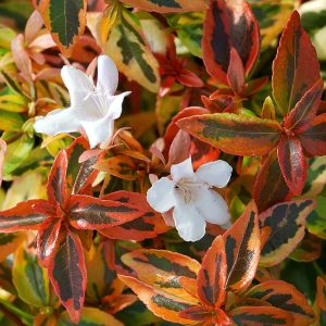 ABELIA KALEIDOSCOPE 3 GAL