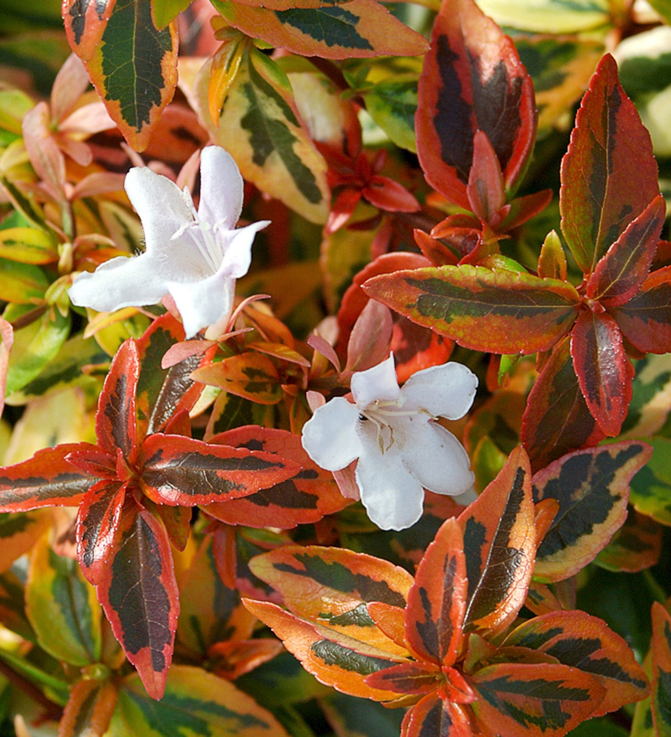 ABELIA KALEIDOSCOPE 3 GAL