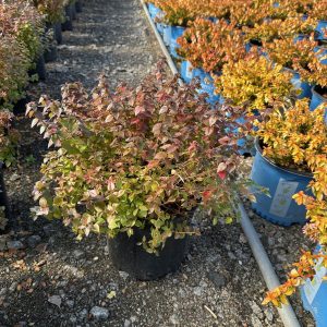 ABELIA ROSE CREEK 3 GAL