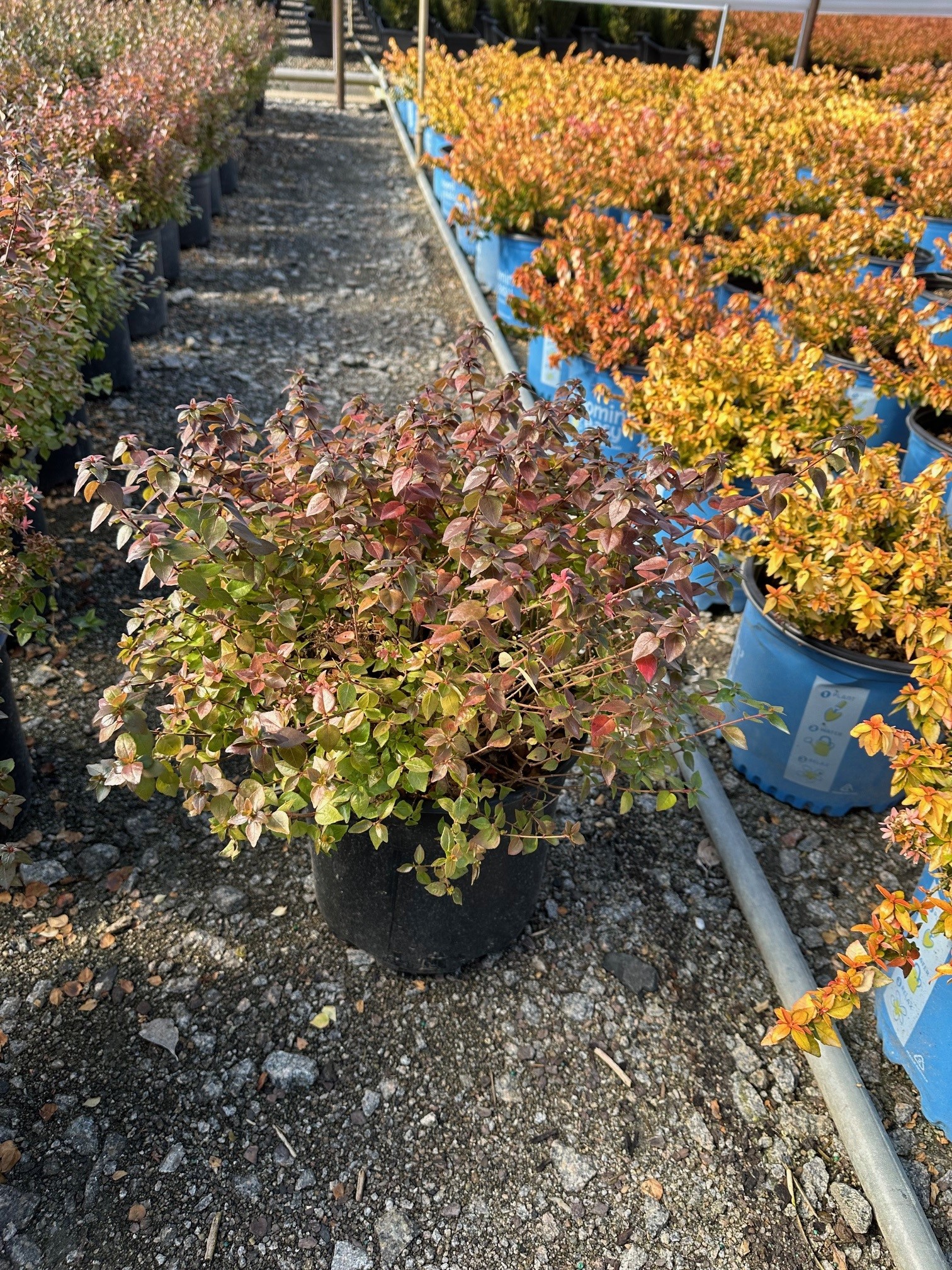 ABELIA ROSE CREEK 3 GAL