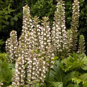 ACANTHUS OAK LEAF 2 GAL