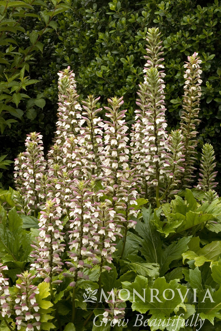ACANTHUS OAK LEAF 2 GAL