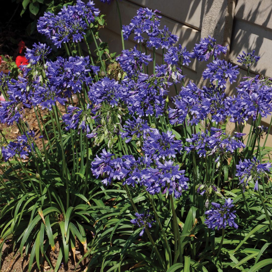 AGAPANTHUS ASST 1 GAL