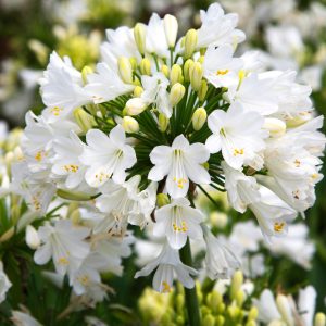 AGAPANTHUS GETTY WHITE 1 GAL