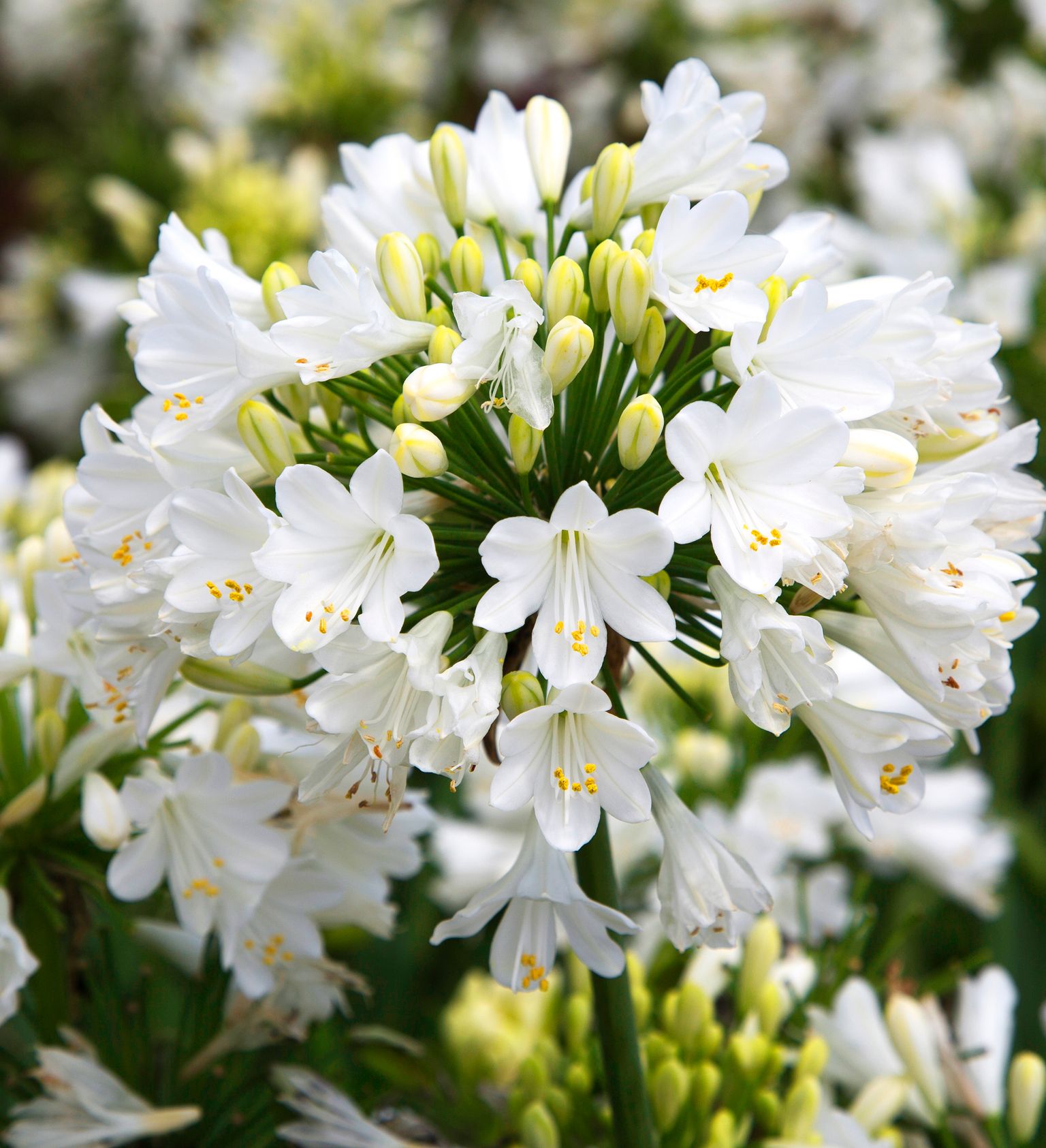 AGAPANTHUS GETTY WHITE 1 GAL