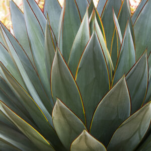AGAVE BLUE GLOW 2 GAL