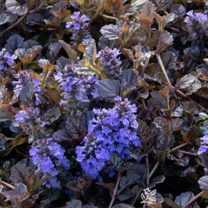 AJUGA BLACK SCALLOP 1 GAL