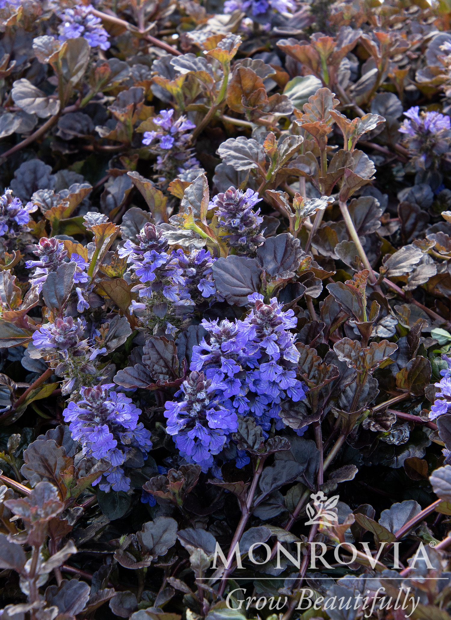 AJUGA BLACK SCALLOP 1 GAL
