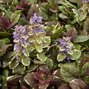 AJUGA BURGUNDY GLOW 4-INCH