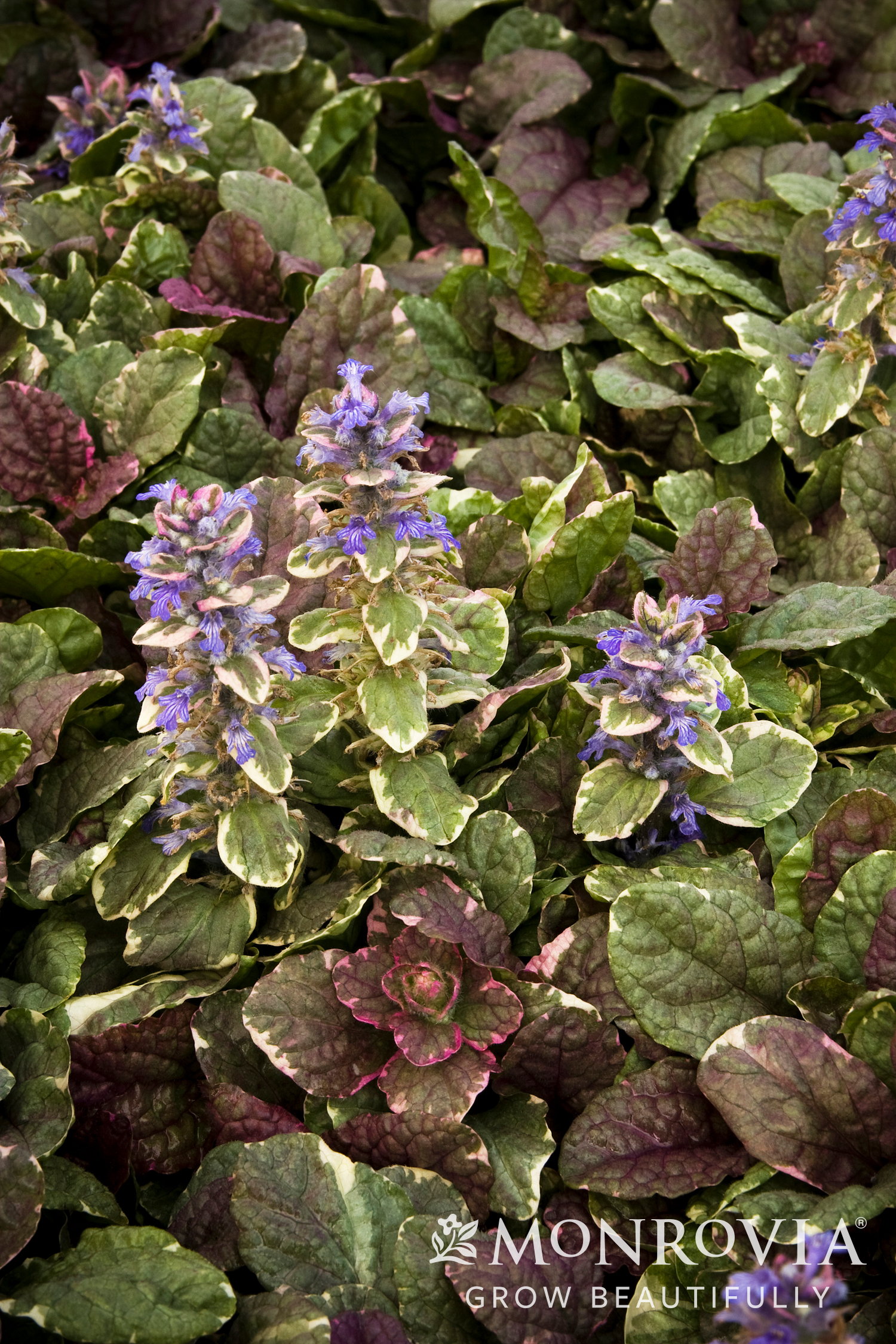 AJUGA BURGUNDY GLOW 4-INCH