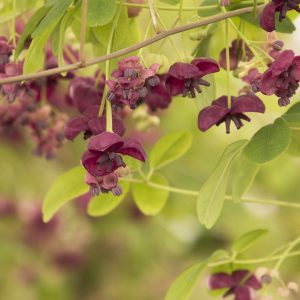 AKEBIA QUINATA ALBE STAKED 5 GAL