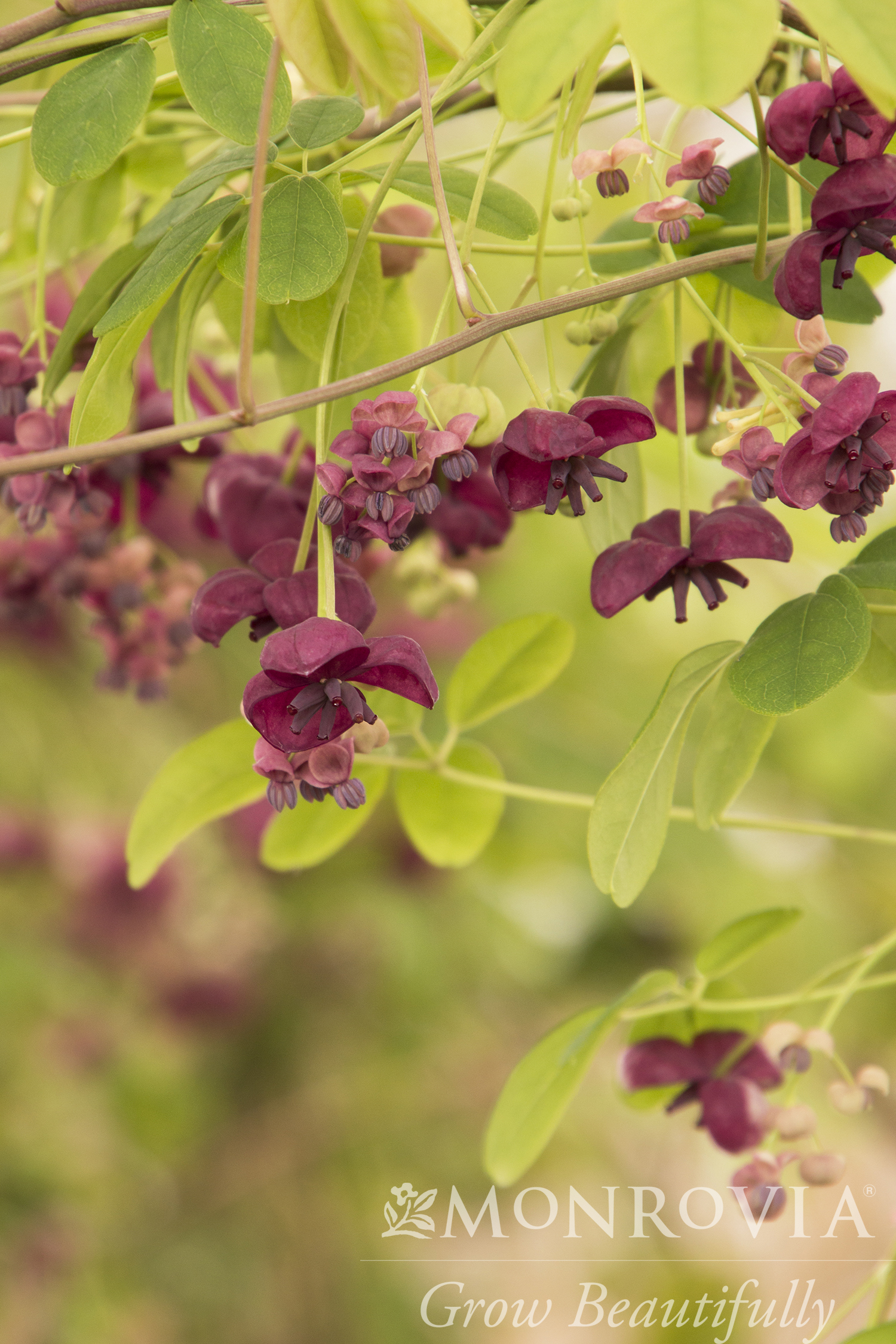AKEBIA QUINATA ALBE STAKED 5 GAL