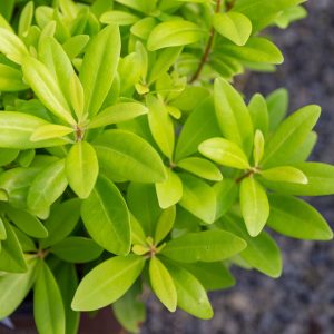 ANISE FLORIDA SUNSHINE 3 GAL