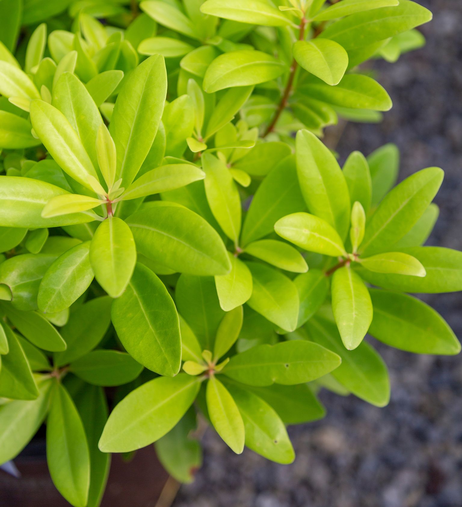 ANISE FLORIDA SUNSHINE 3 GAL