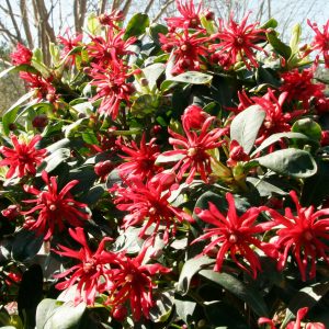 ANISE MISS SCARLET 3 GAL
