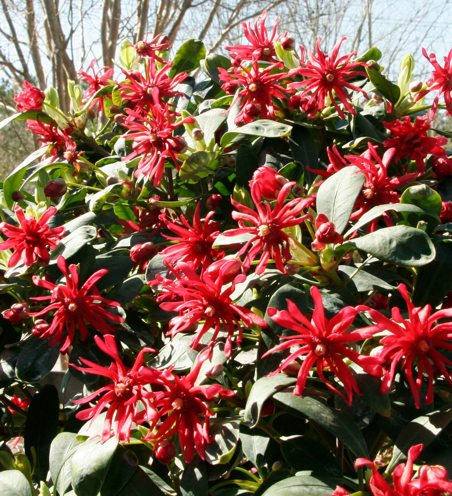 ANISE MISS SCARLET 3 GAL