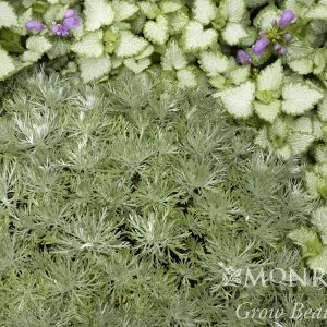 ARTEMESIA SILVER MOUND 1 GAL