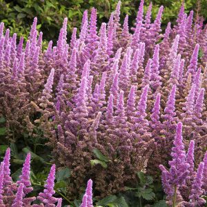 ASTILBE PINK 1 GAL