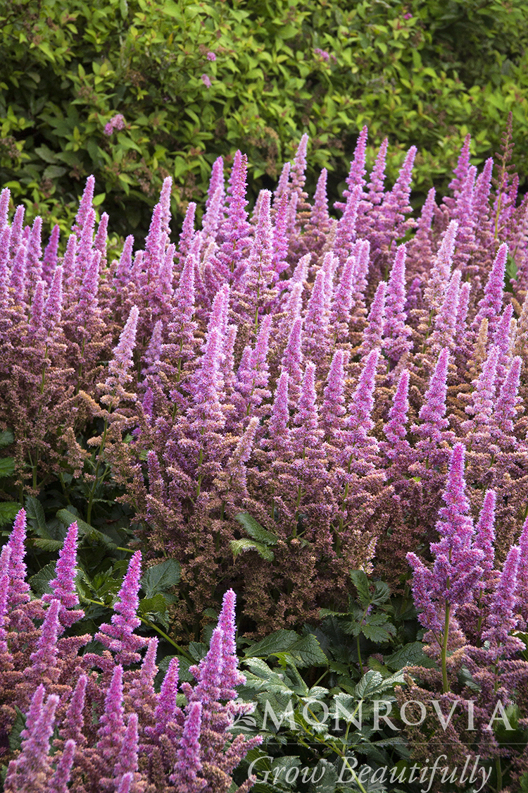 ASTILBE PINK 1 GAL