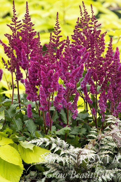 ASTILBE RED 1 GAL