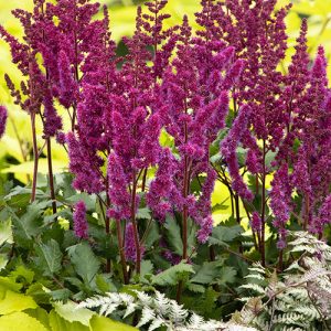 ASTILBE VISION IN RED 1 GAL