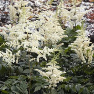 ASTILBE WHITE 1 GAL
