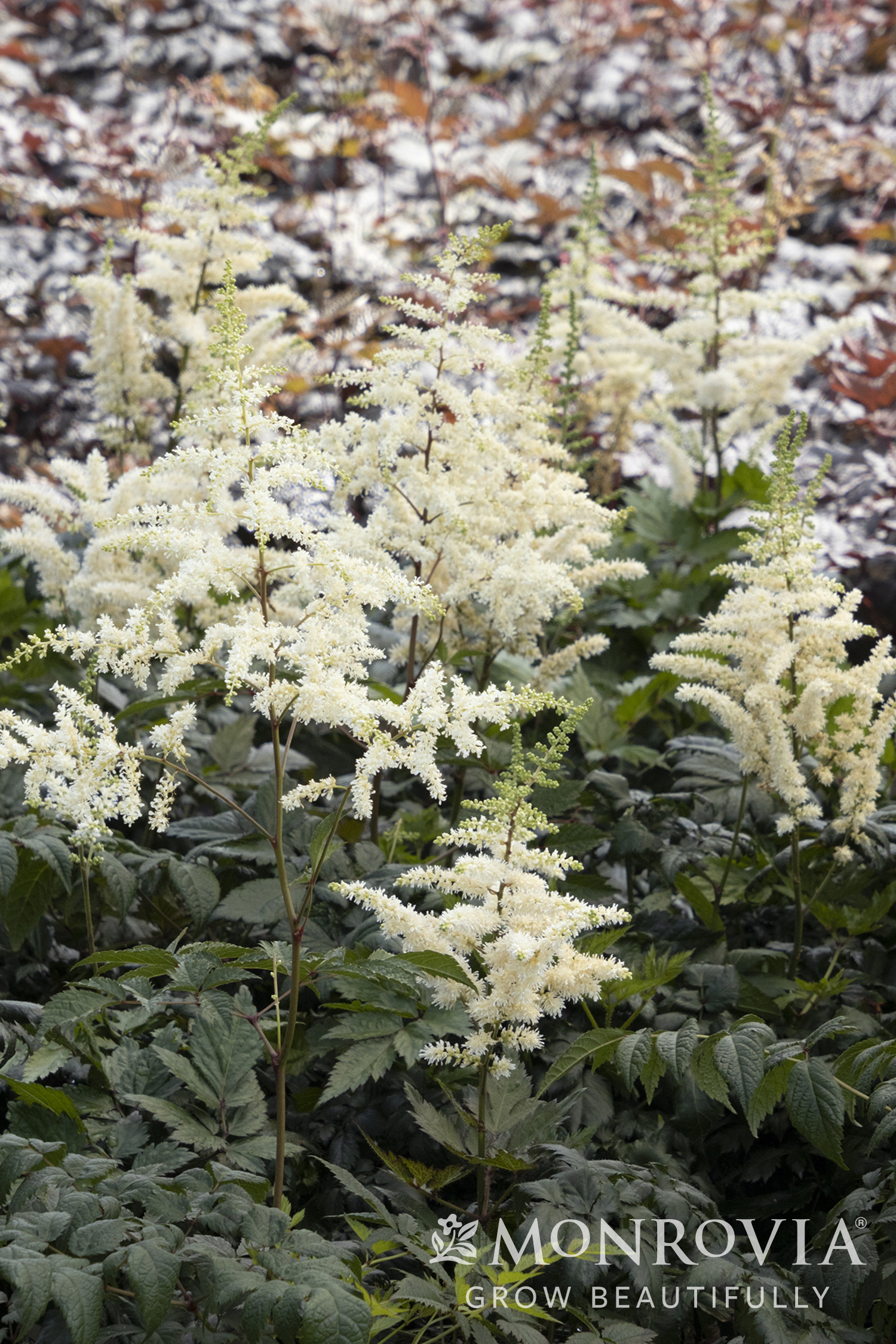 ASTILBE WHITE 1 GAL