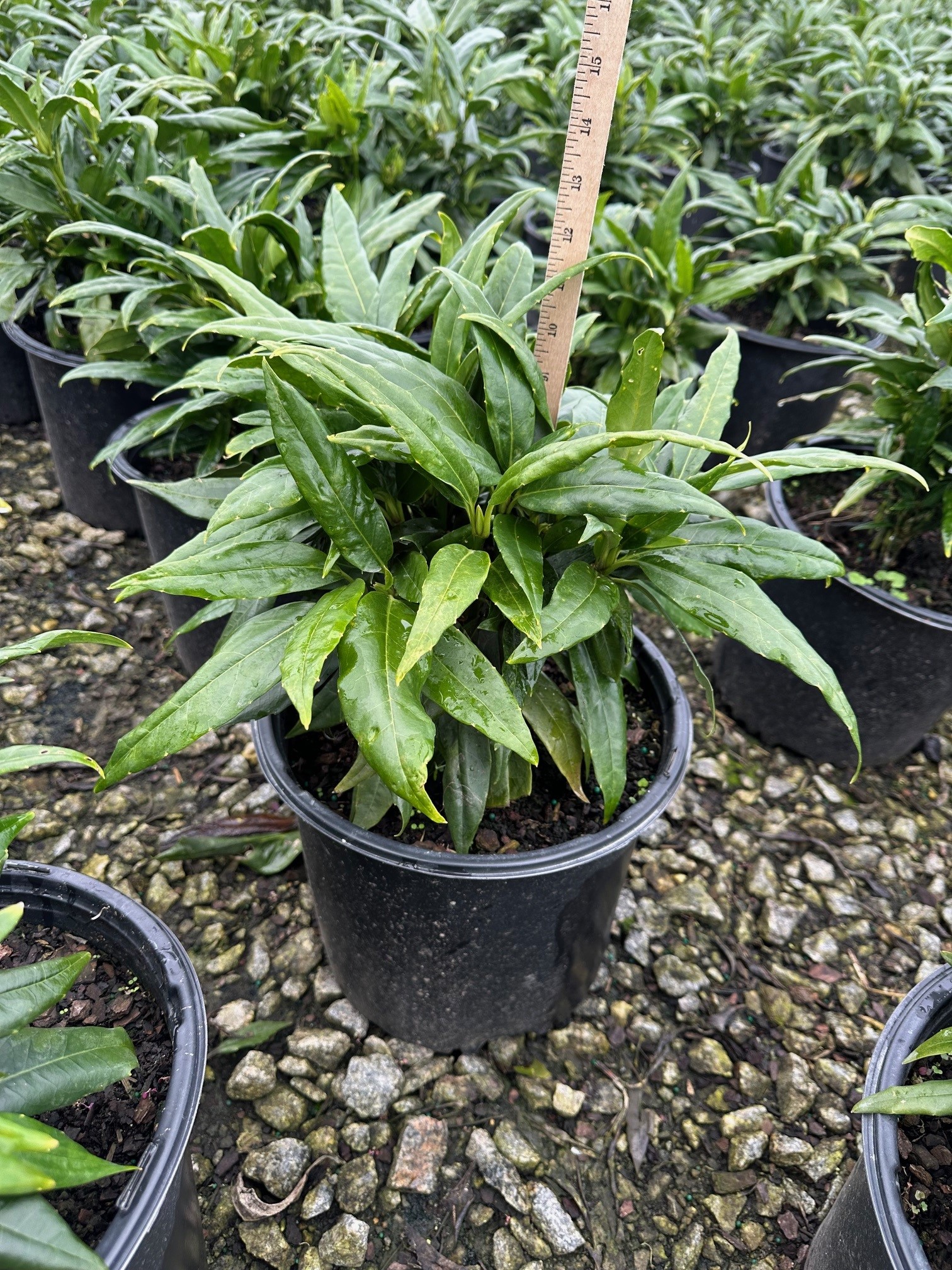 AUCUBA DWARF GREEN 3 GAL