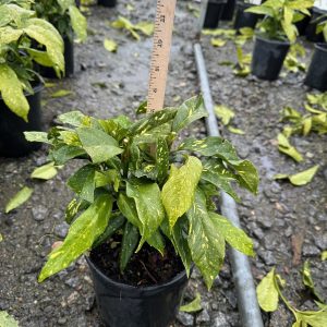 AUCUBA GOLD DUST 7 GAL