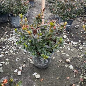 AZALEA ENCORE CORAL 3 GAL