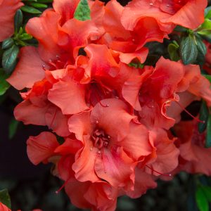 AZALEA ENCORE AUTUMN EMBERS 7 GAL