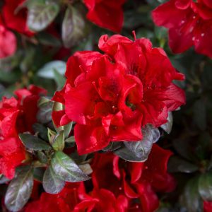 AZALEA ENCORE AUTUMN FIRE 3 GAL