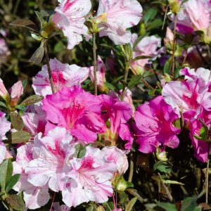 AZALEA ENCORE AUTUMN TWIST 7 GAL