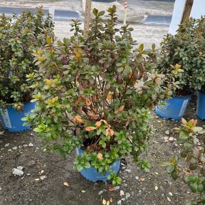 AZALEA EVER AFTER 3 GAL