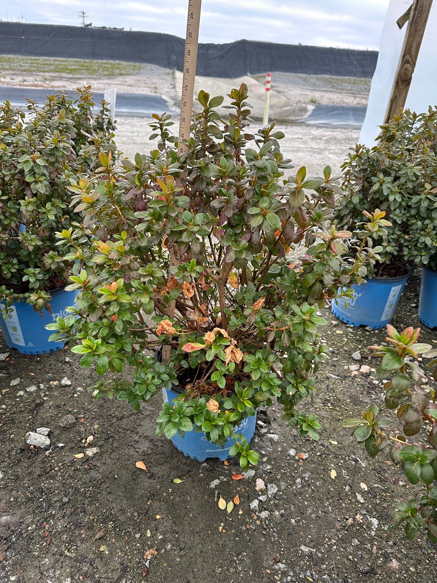AZALEA EVER AFTER 3 GAL