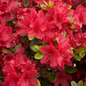 AZALEA HINO CRIMSON 3 GAL