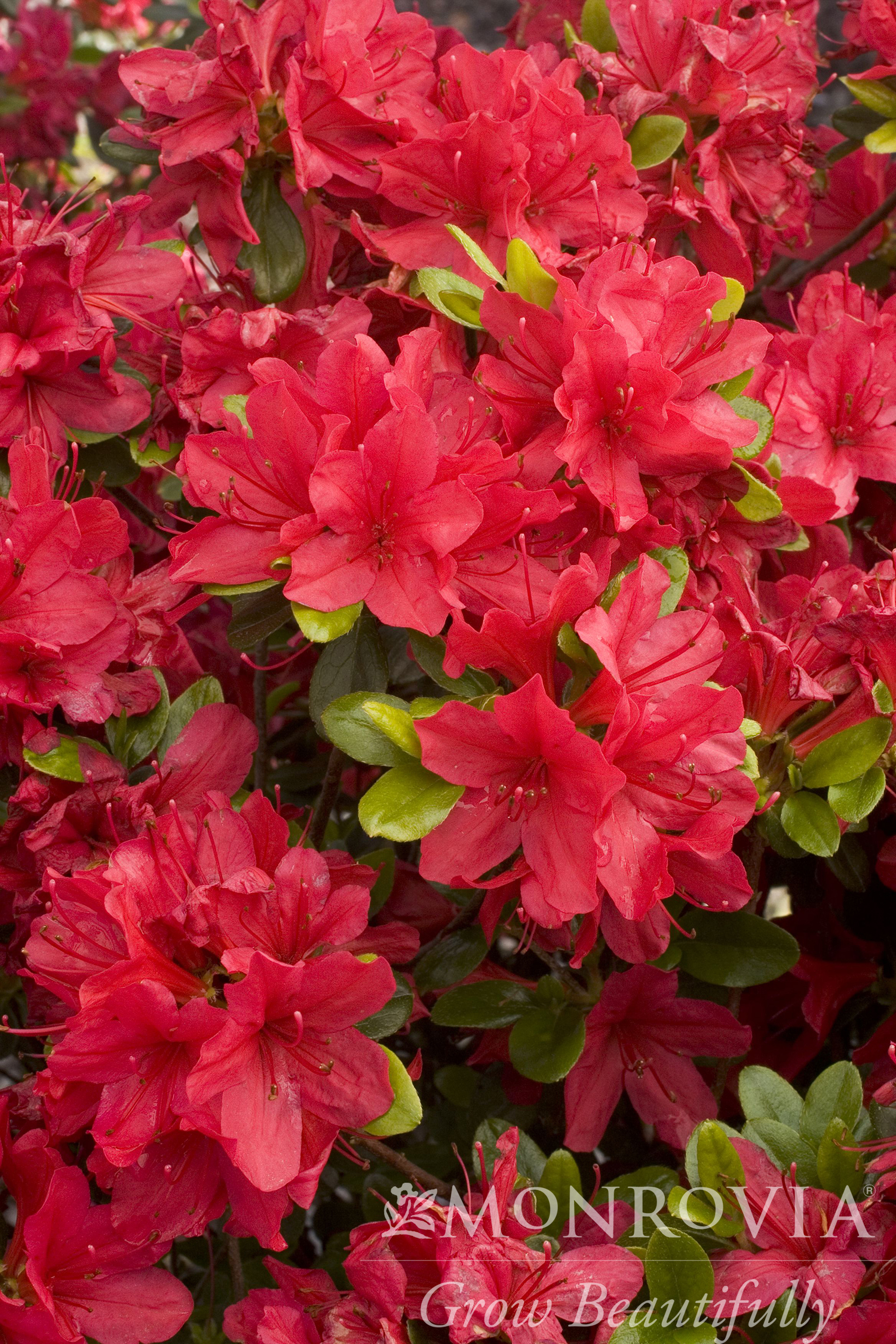AZALEA HINO CRIMSON 3 GAL