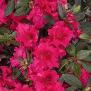 AZALEA RED RUFFLE 3 GAL