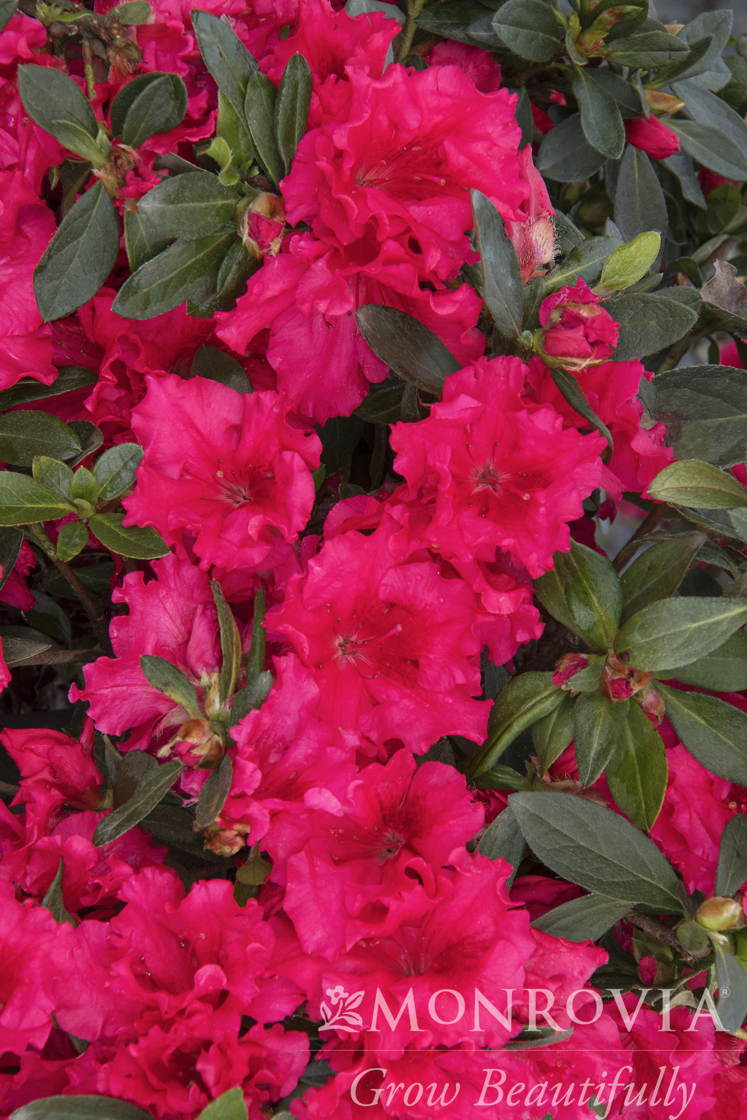 AZALEA RED RUFFLE 3 GAL