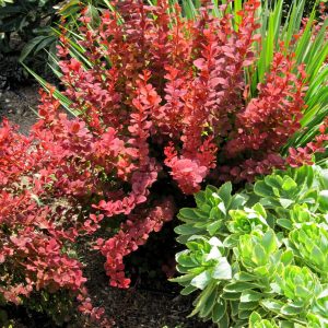 BARBERRY ORANGE ROCKET 3 GAL