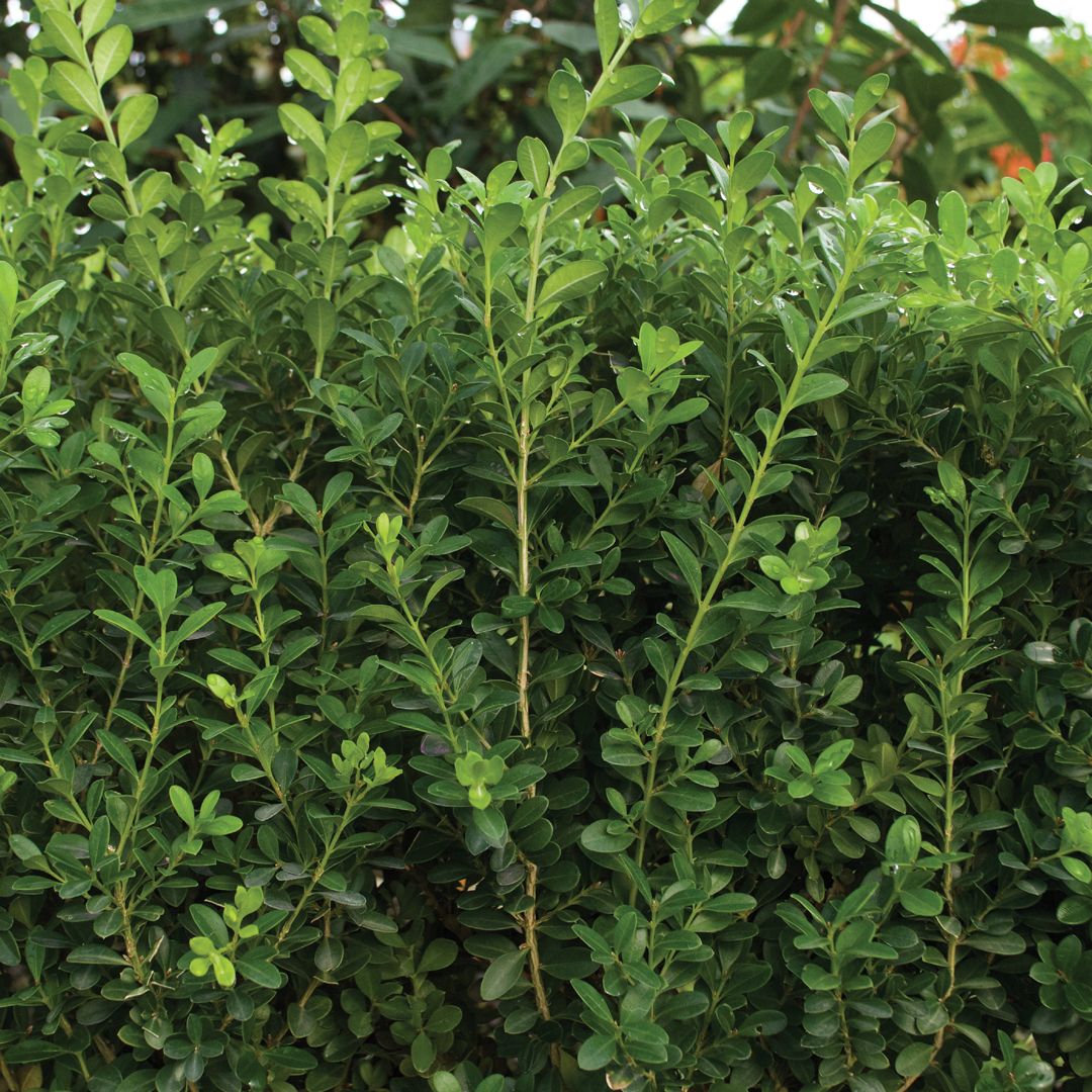 BOXWOOD BABY GEM 1 GAL
