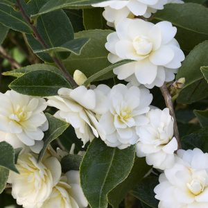 CAMELLIA HYB BUTTERMINT 5 GAL