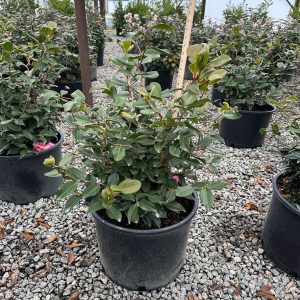 CAMELLIA HYB CORKSCREW 7 GAL