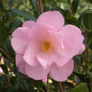 CAMELLIA HYB TAYLORS PERF 15 GAL