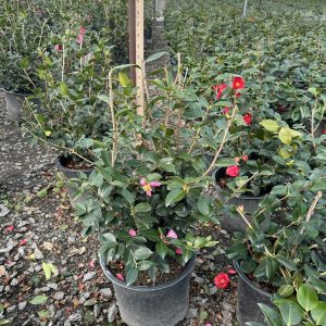 CAMELLIA HYB WINTER'S JOY 3 GAL