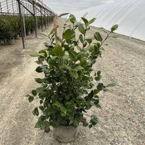 CAMELLIA JAP APRIL TRYST 3 GAL