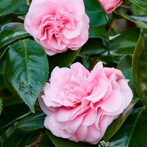 CAMELLIA JAP DEBUTANTE 5 GAL