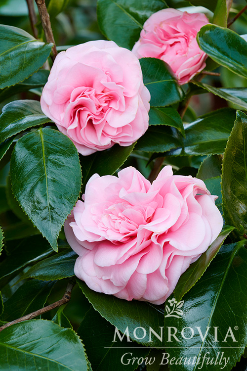 CAMELLIA JAP DEBUTANTE ESPAL 5 GAL